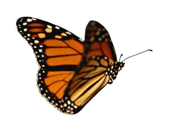Mariposa